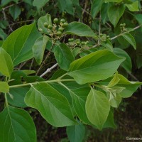 Premna mollissima Roth